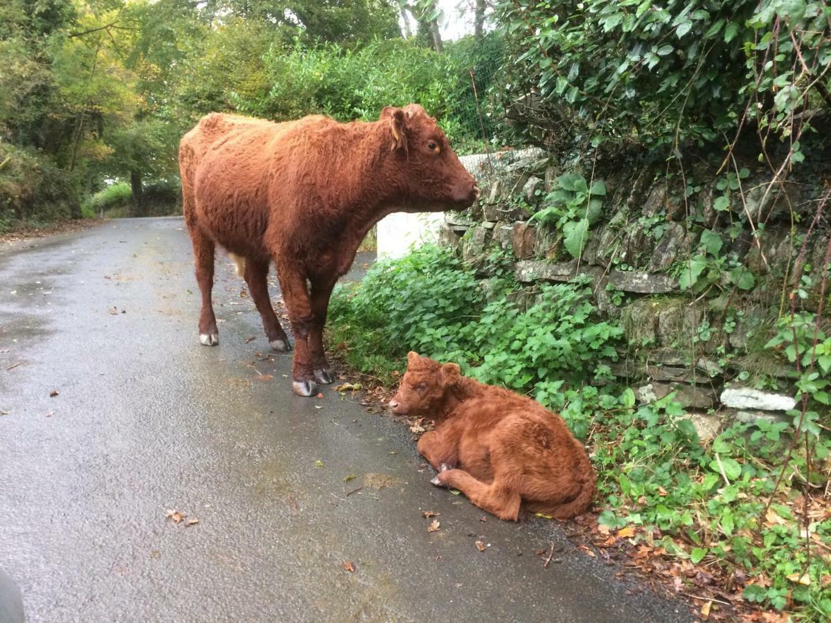 Oak Lodge Tavistock  Zewnętrze zdjęcie
